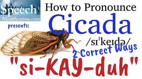 Cicada pronunciation - How to say cicadas in English? Pronunciation of cicadas with 4 audio pronunciations, 1 meaning, 9 translations, 19 sentences and more for cicadas.